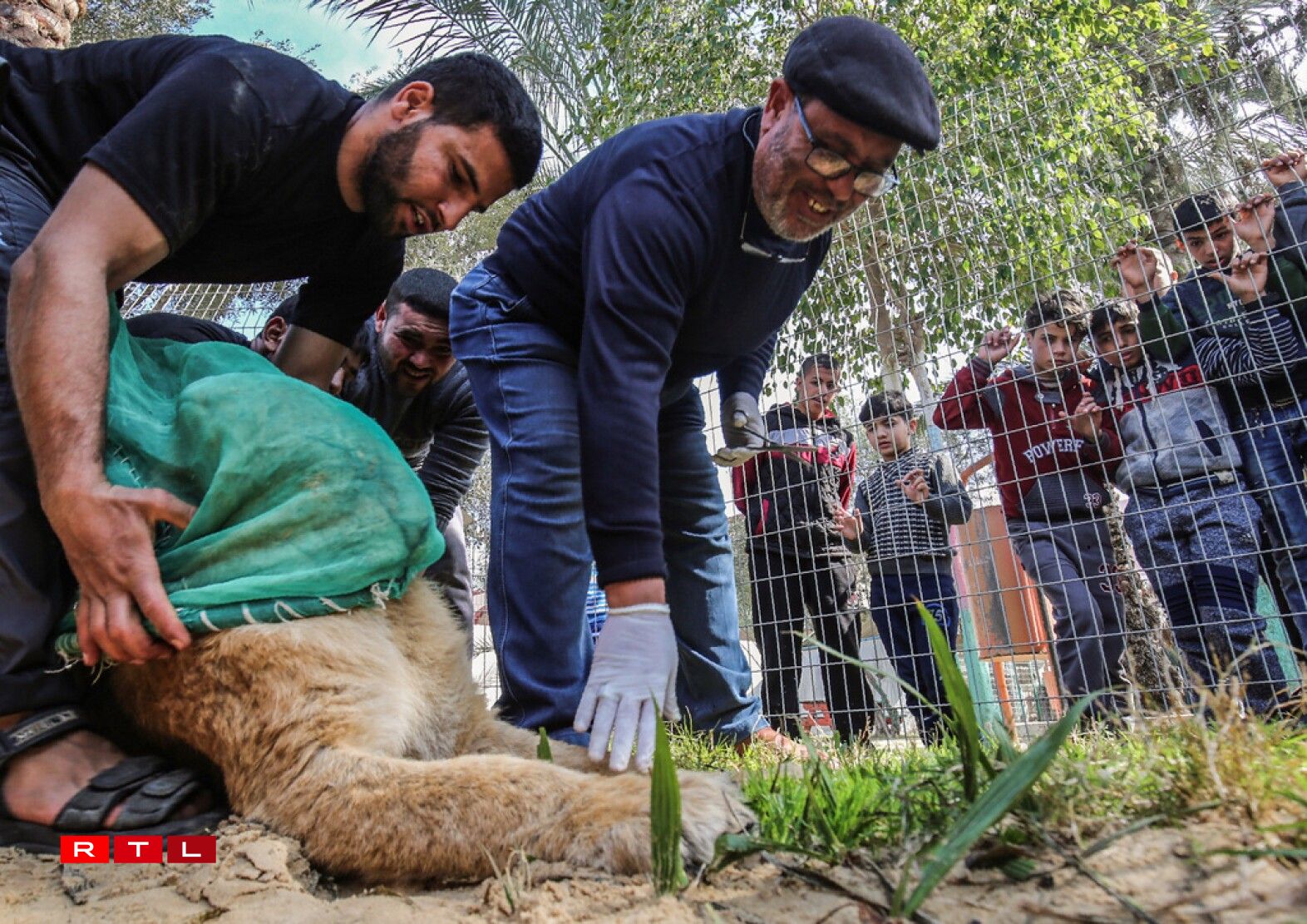 Palestinian veterinarian Fayyaz al-Haddad, reaches for the paw of the lioness