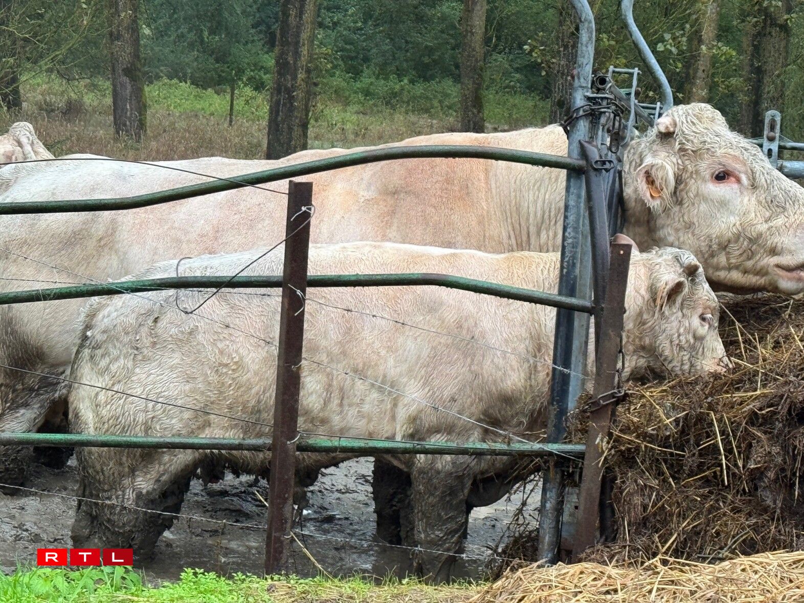 Zu Wecker stinn d'Kéi bis bei d'Knéien am Waasser.