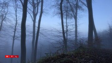 Beware when you wander Steinsel's sombre forests at nighttime...