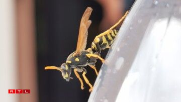 Le mode macro permet de prendre ce genre de cliché à la volée, sans stabiliser l'appareil.