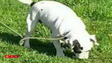 Ee vun de Muppen, déi nach vermësst ginn.