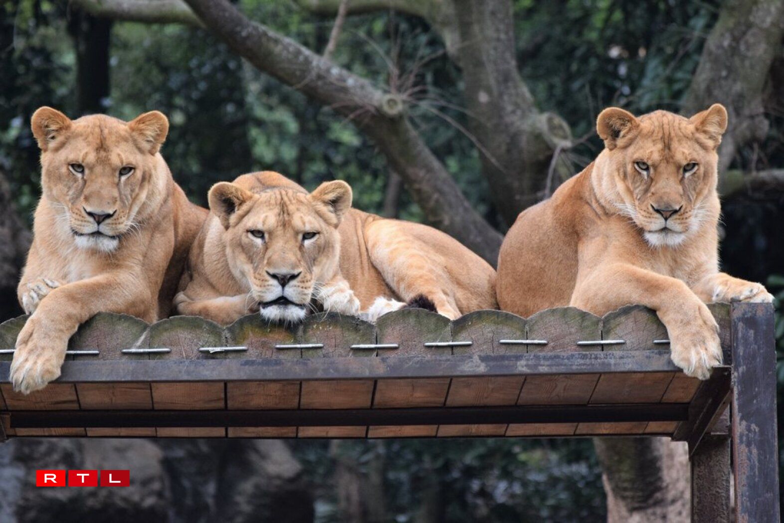 A few thoroughly unimpressed spectators.