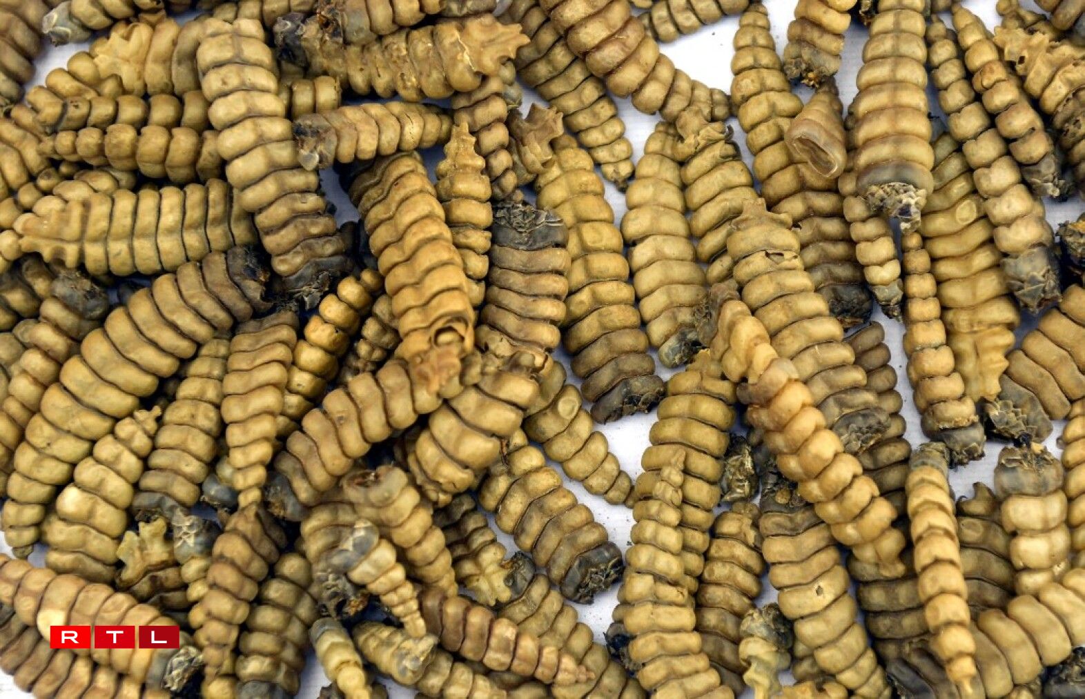 Des sonnettes de serpent...