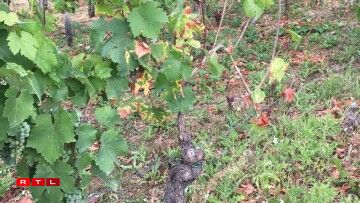 Planzen, déi vun der Krankheet Esca befall sinn