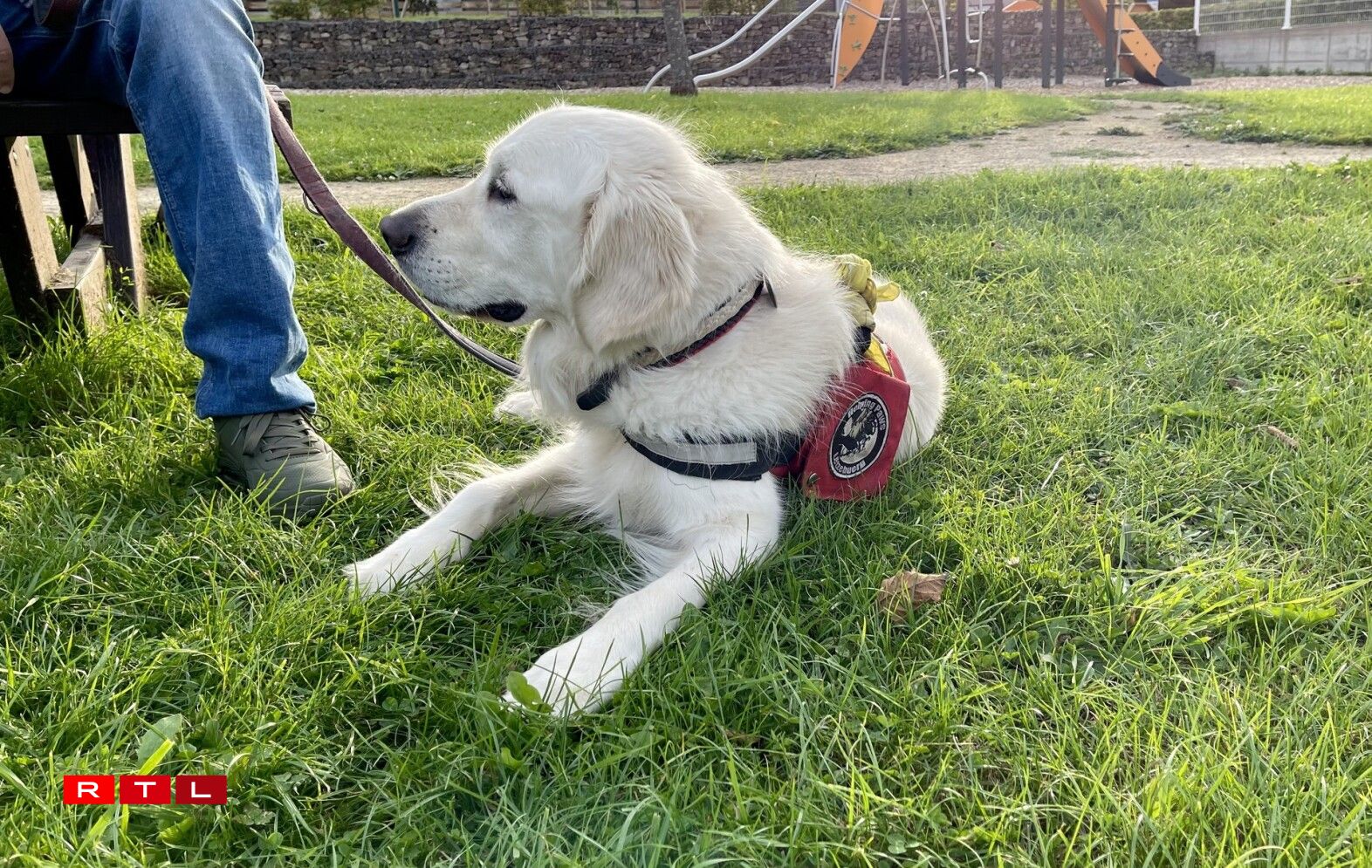 De Golden Retriever Sunny.