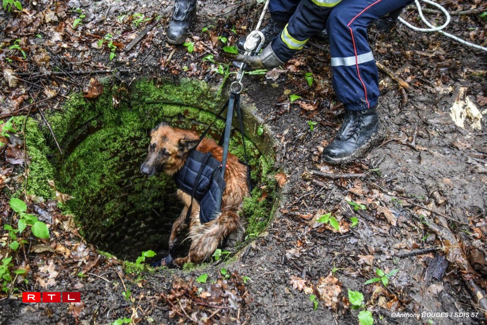 Il a pu être remonté par les pompiers et leurs sauveteurs animaliers.