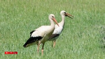 Photo du 30 mai 2025 à Oberdonven