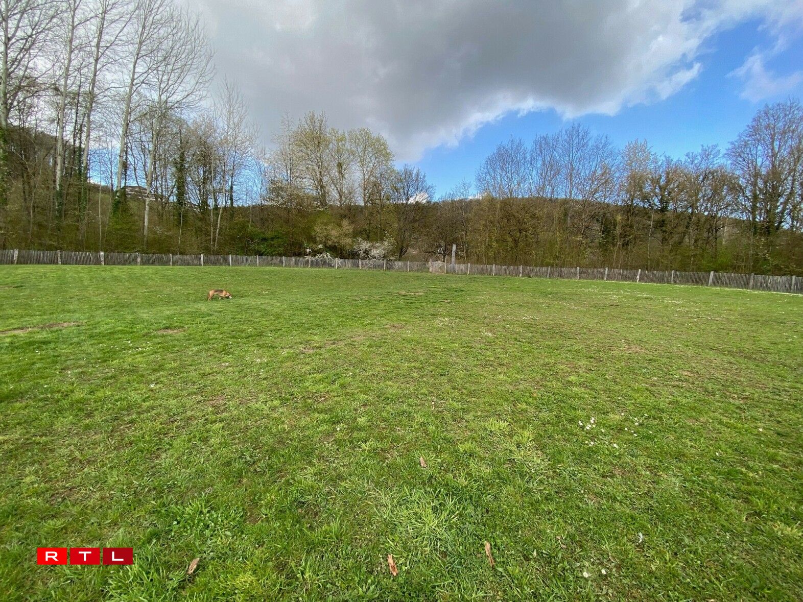 Hondswiss zu Iechternach