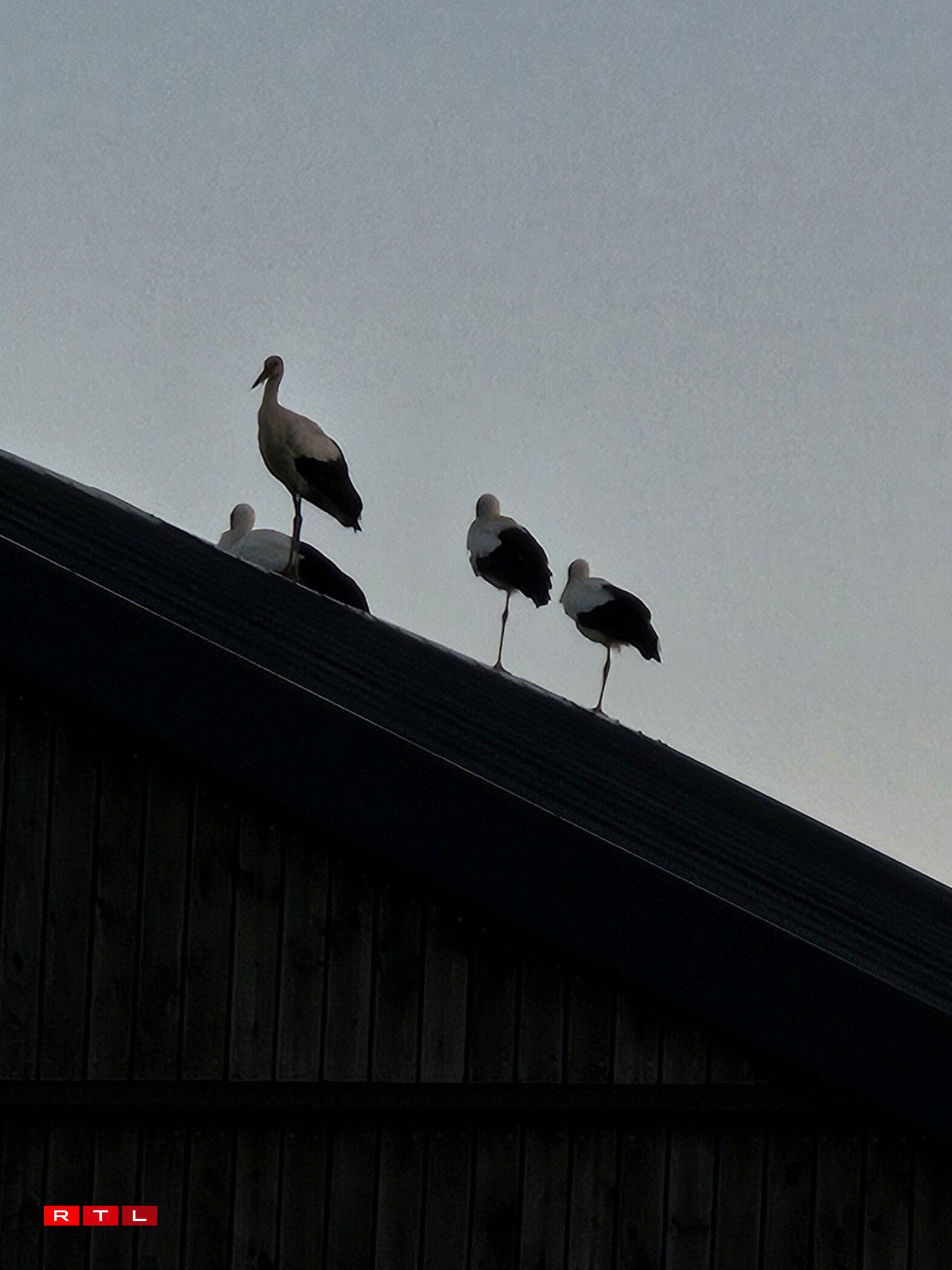 Storchen zu Gréiwels a Wal