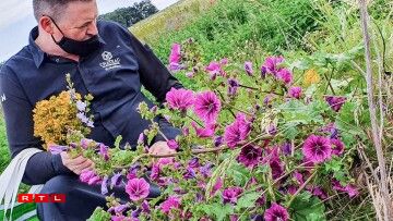 Ces fleurs de mauve sylvestre renferment un fruit comestible!