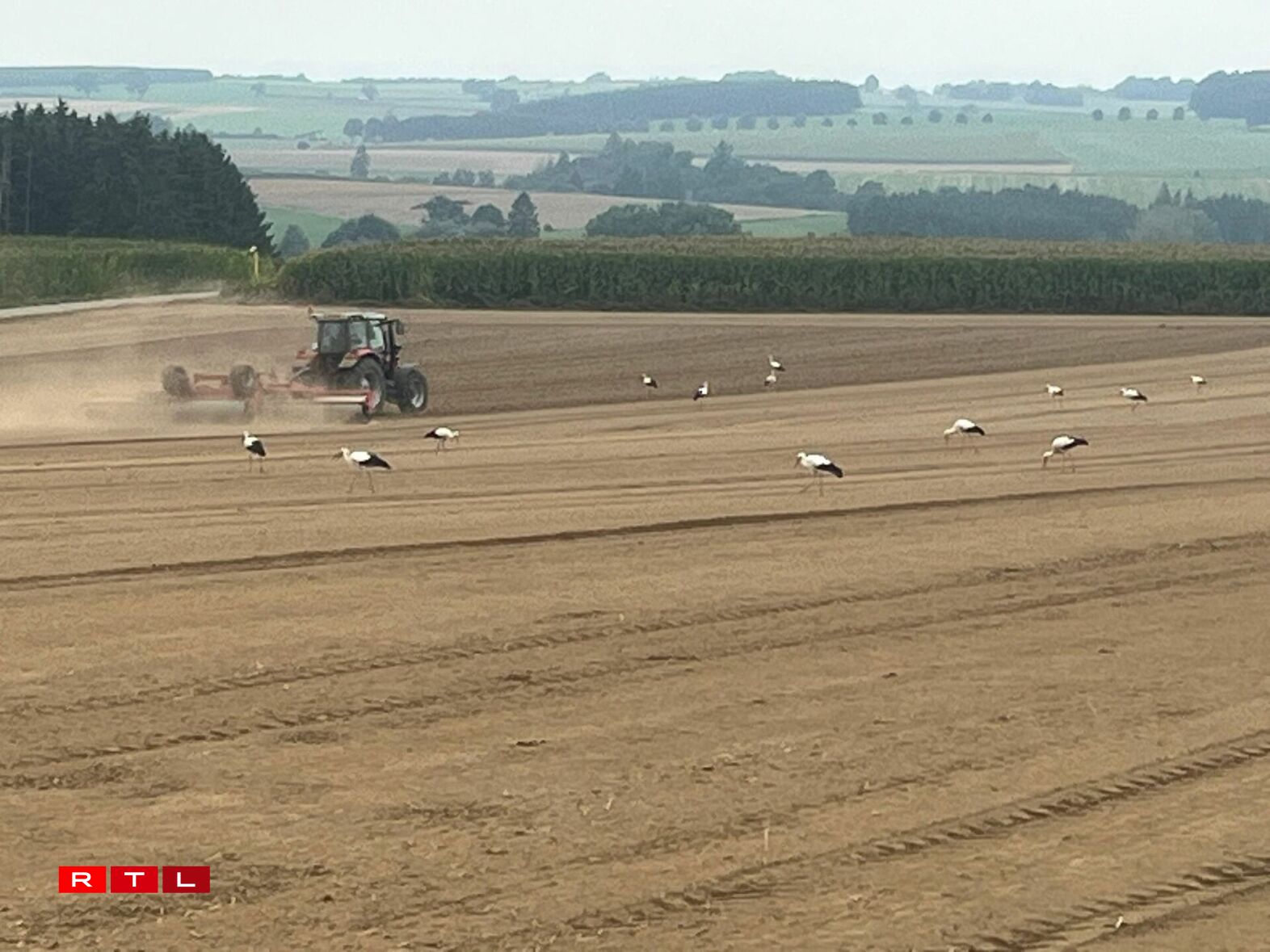 Och eng Woch méi spéit waren eng ganz Rei Storchen ze gesinn, sou wéi hei zu Wëntger, festgehale vum Bryan Weis