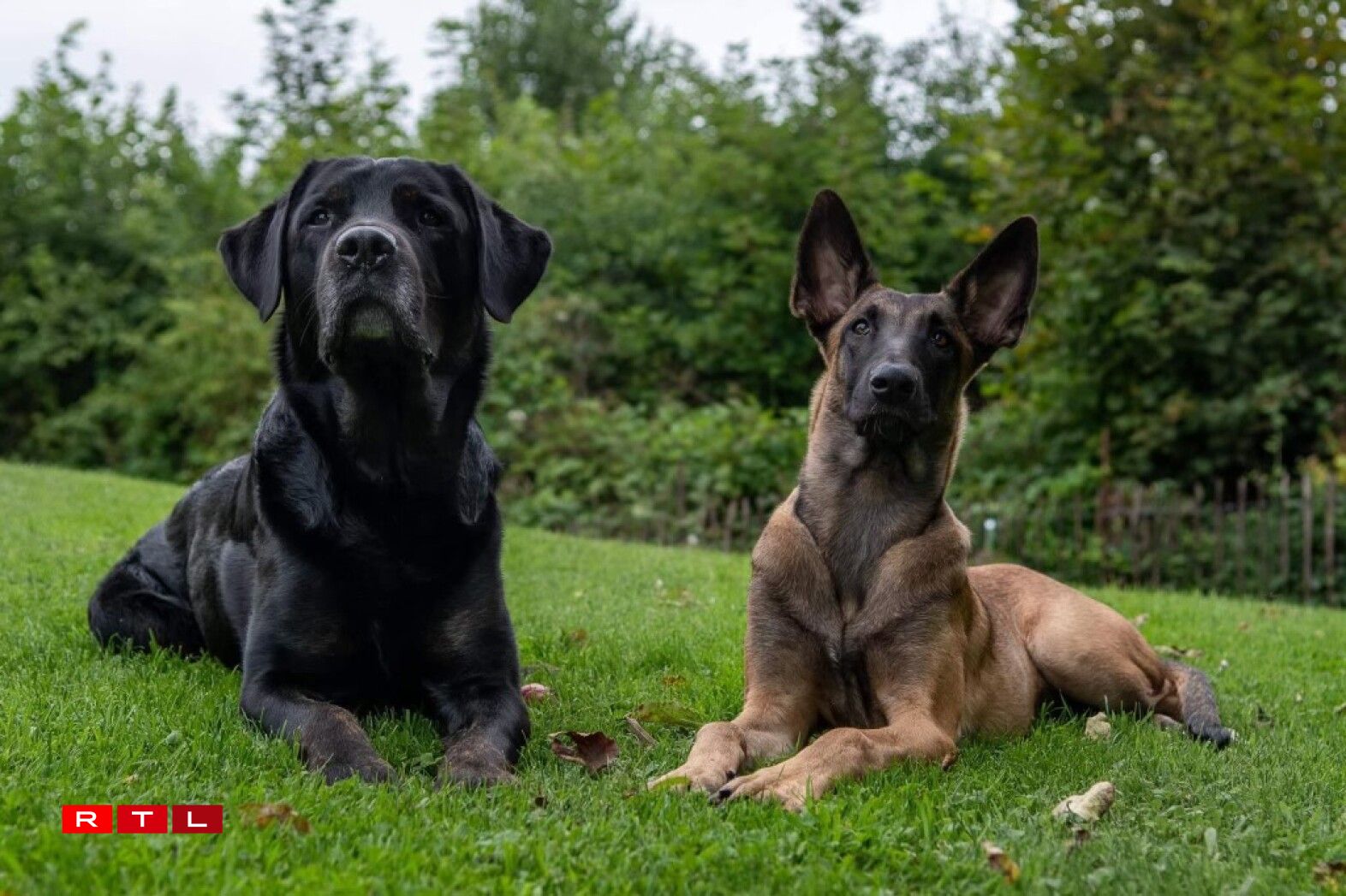 Dem Gwen säi Labrador Twix an de belsche Schäferhond Kaya.