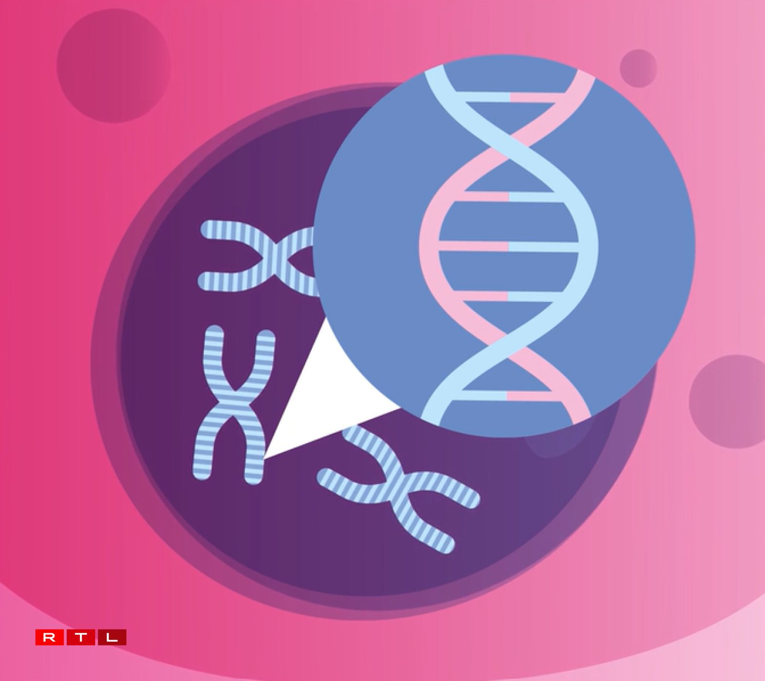 First image: illustration of a healthy cell (pink) with a cell nucleus (purple). Second image: close-up of the inside of the cell nucleus, where our chromosomes (grey-blue) are located, composed of coiled DNA (pink and blue double helix).