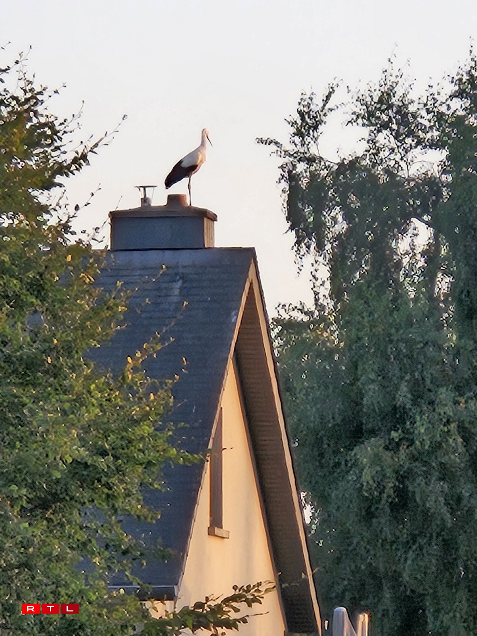 Storchen zu Gréiwels a Wal