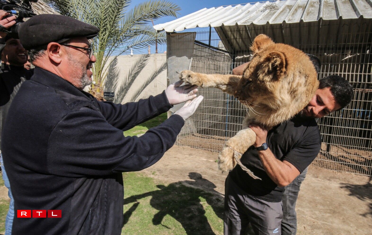 Palestinian veterinarian Fayyaz al-Haddad, reaches for the paw of the lioness