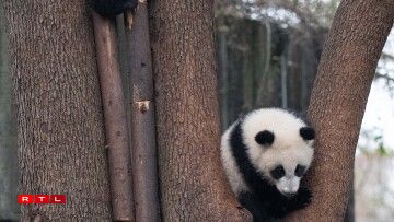 D'Pandaen am Fuerschungszenter den 4. Februar 2026.