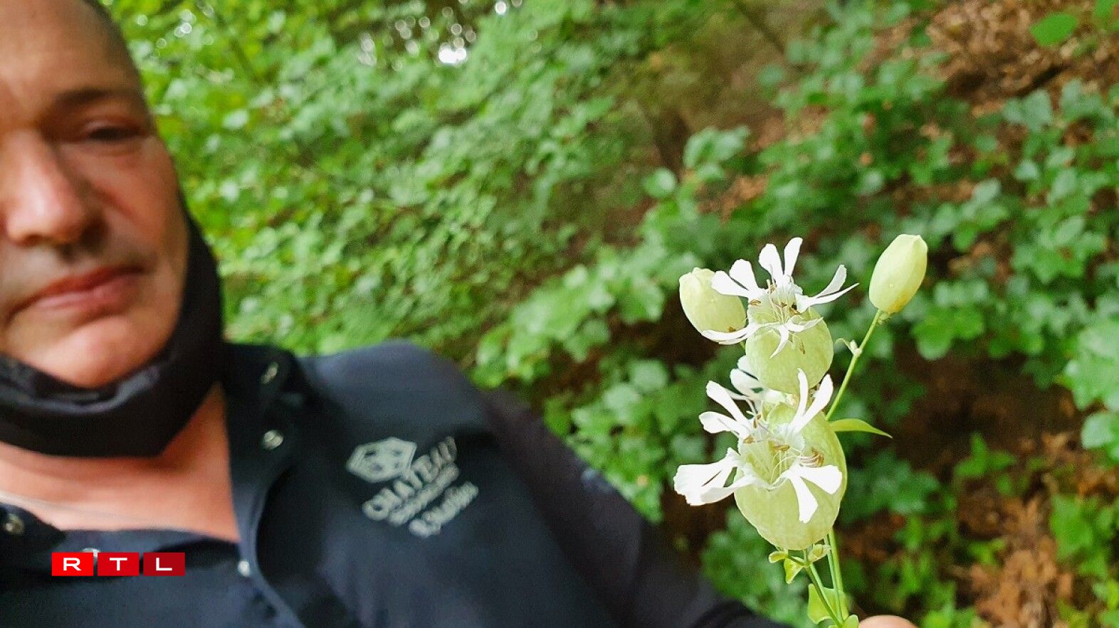 Autrefois, les jeunes feuilles du silène étaient cueillies pour être consommées en salade, leur goût rappelant un peu celui du petit pois...