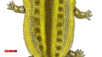 Artist's view of a gerrothorax, whose bones were discovered in Luxembourg in 2024.