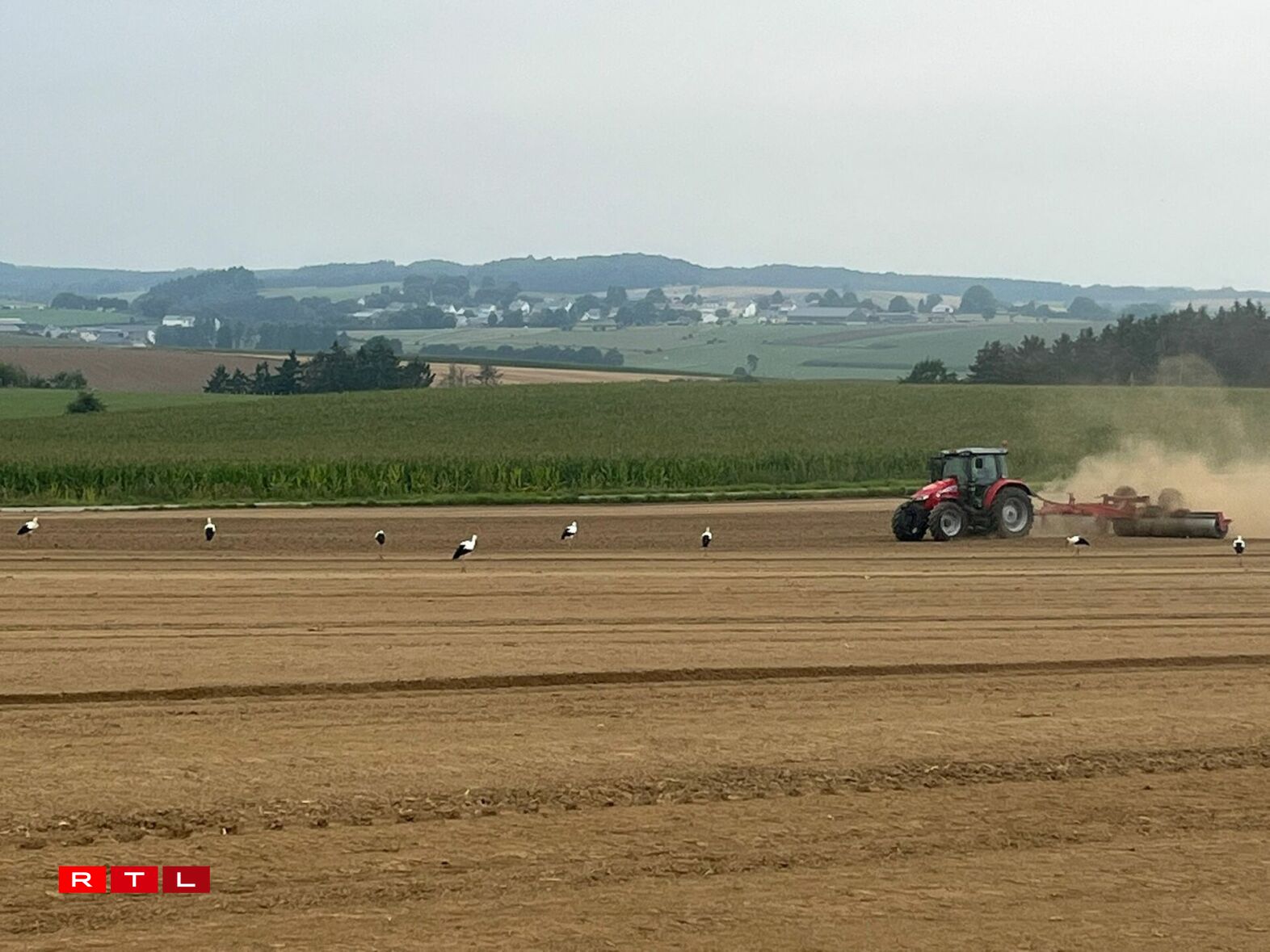 Och eng Woch méi spéit waren eng ganz Rei Storchen ze gesinn, sou wéi hei zu Wëntger, festgehale vum Bryan Weis