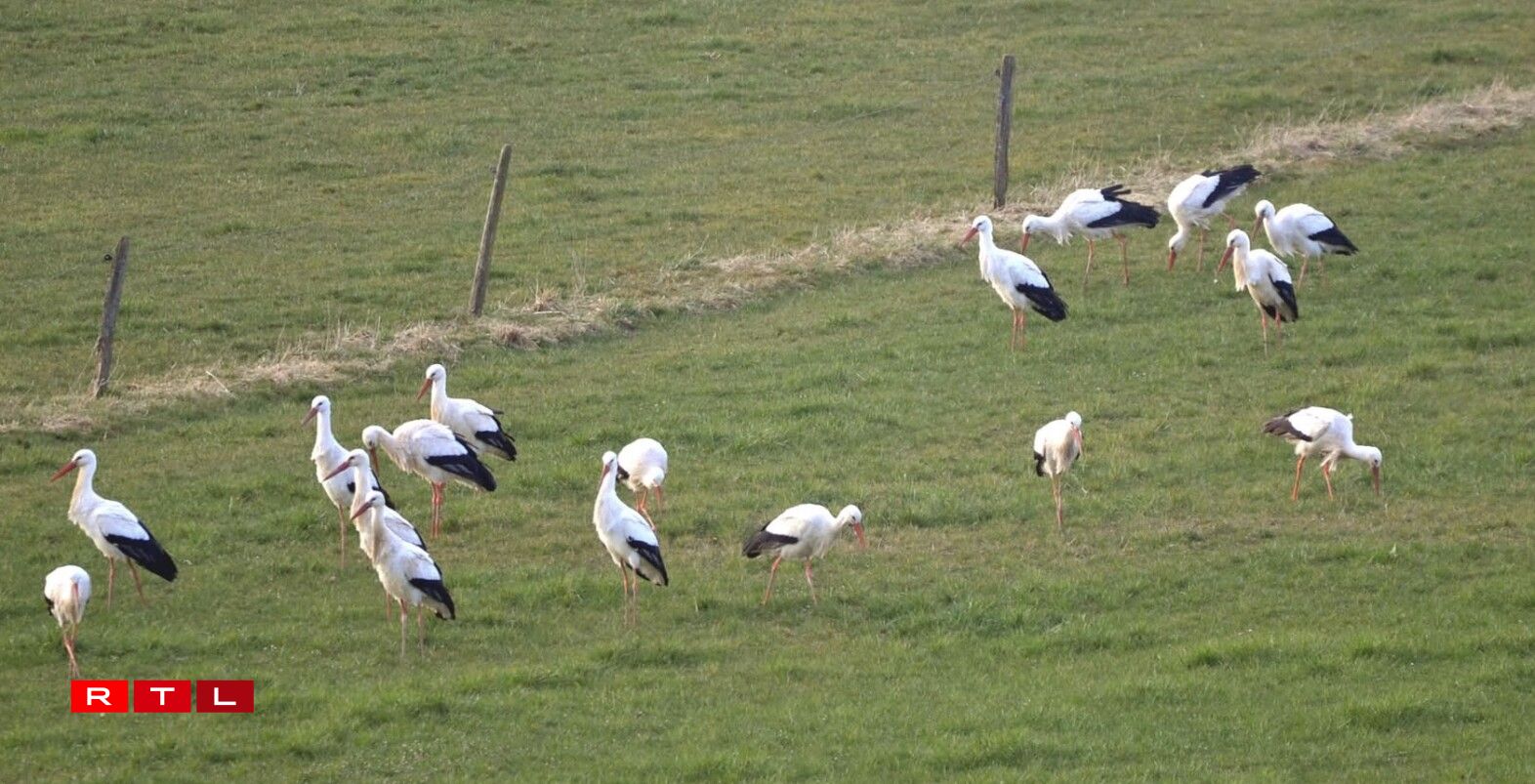 Dës Foto vu Storchen gouf am Juni zu Housen geholl