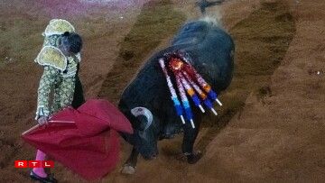 Beim Kampf e Sonndeg: Wärend deem de Stéier duerch d'Arena gehetzt gëtt, gëtt ëmmer nees mat Messer a Picken op säi Kierper agestach.