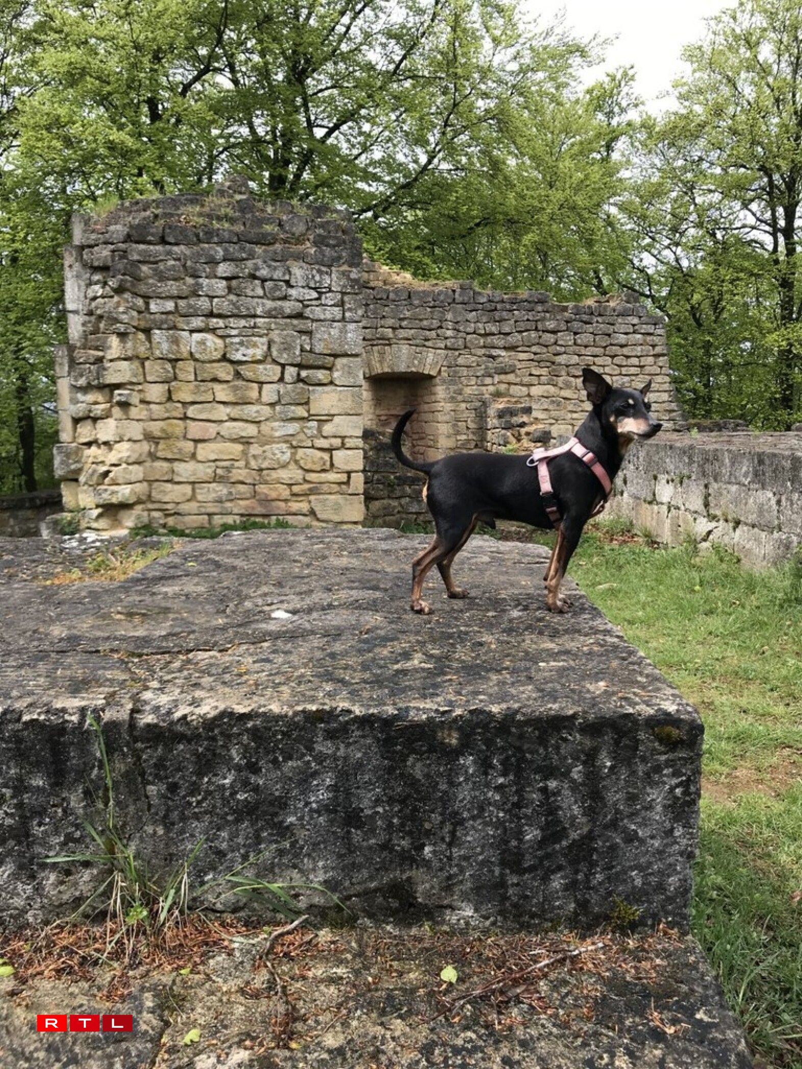 Pipo aka RTL Today's hairiest member doing field research.