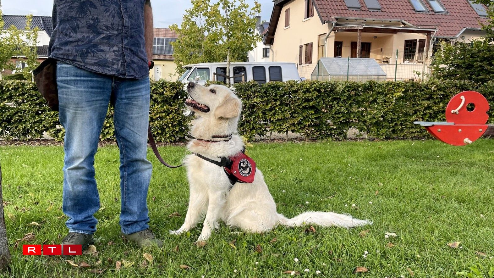 De Golden Retriever Sunny.