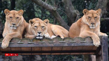 A few thoroughly unimpressed spectators.