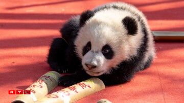 D'Pandaen am Fuerschungszenter den 4. Februar 2026.