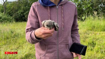 Ee vun den neigebuerene Steekäiz vu Schëtter.