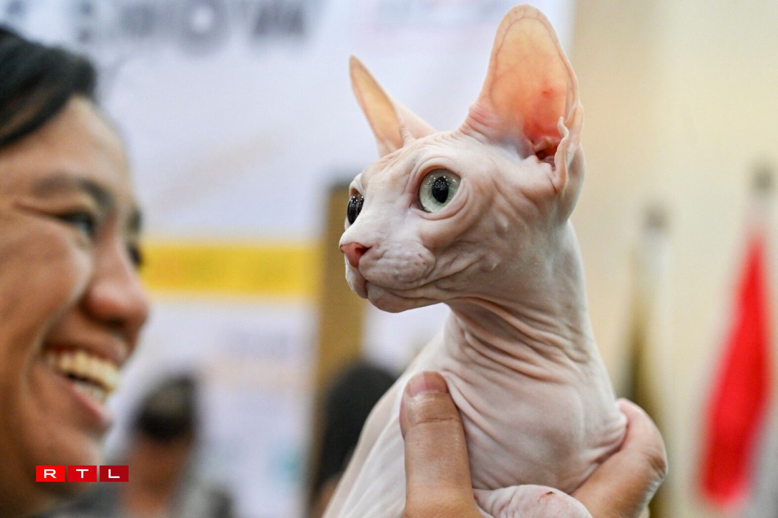 Un chat de race sphynx.