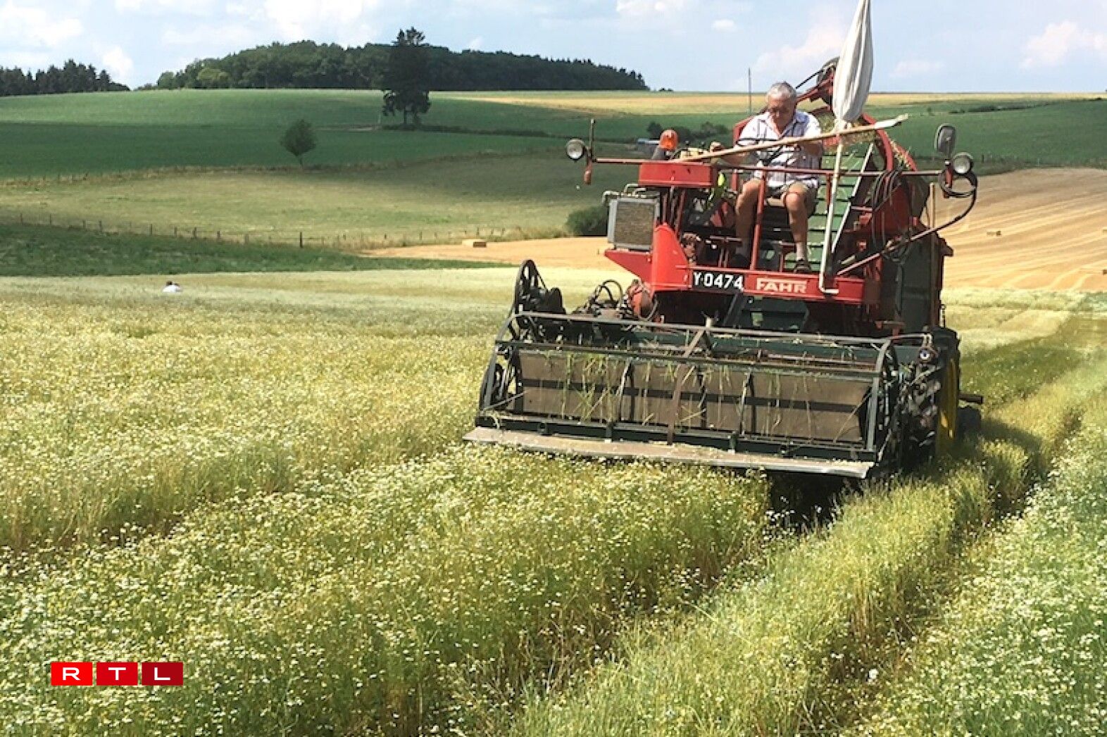 La récolte de la camomille