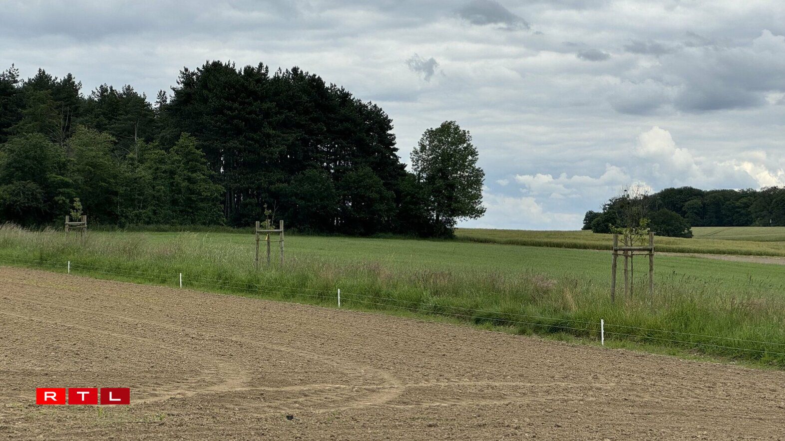 Jonk Beem ginn duerch Péil an Zénk do virdru geschützt, datt Déiere wéi Kéi oder Schof dru ginn.