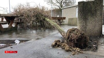 A tree at the Aire de Berchem has already fallen due to high winds.