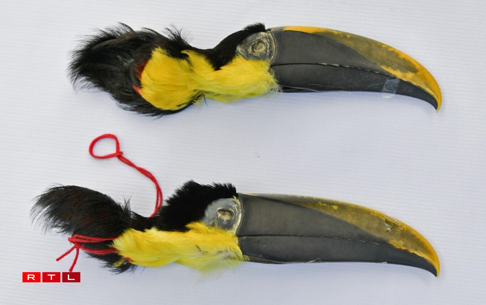 Parmi les saisies, ont été retrouvées: des têtes de toucans...