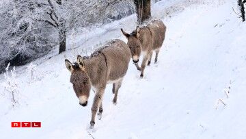 Dans la campagne de Montaigu en Vendée, au sud de Nantes.