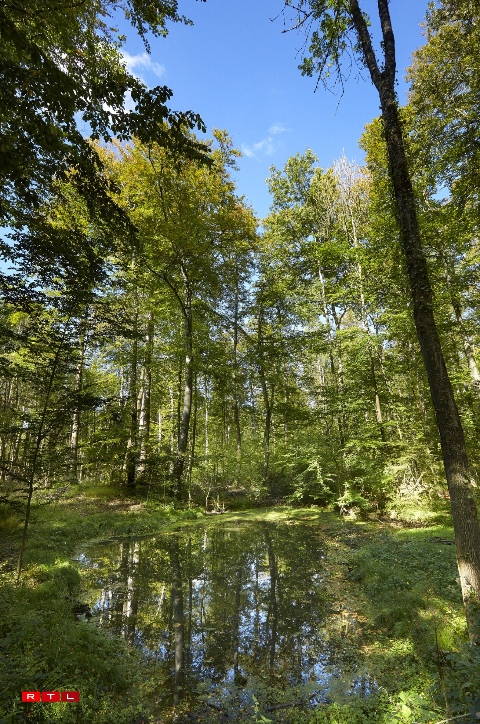 Centre nature et forêt Ellergronn