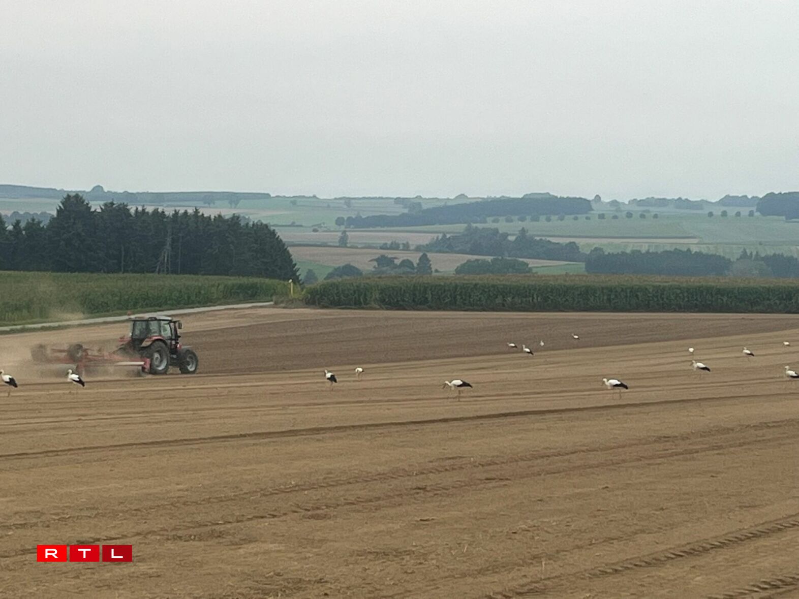 Och eng Woch méi spéit waren eng ganz Rei Storchen ze gesinn, sou wéi hei zu Wëntger, festgehale vum Bryan Weis