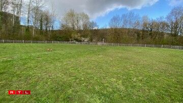 Hondswiss zu Iechternach