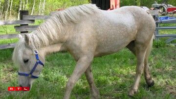 Un cheval Curly de robe palomino.