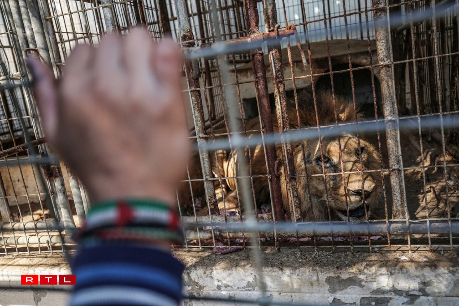 Palestinian children look through the bars of a cage at a lion at the Rafah Zoo in the southern Gaza Strip on February 12, 2019.