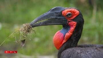 Un jeune calao de Leadbeater né au Zoo d'Amnéville, une espèce rare à la reproduction délicate, même en captivité.