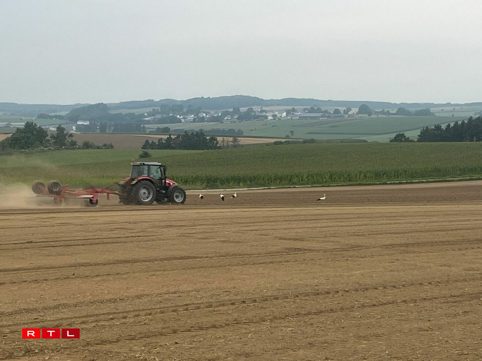 Och eng Woch méi spéit waren eng ganz Rei Storchen ze gesinn, sou wéi hei zu Wëntger, festgehale vum Bryan Weis