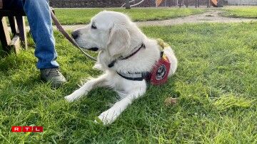 De Golden Retriever Sunny.