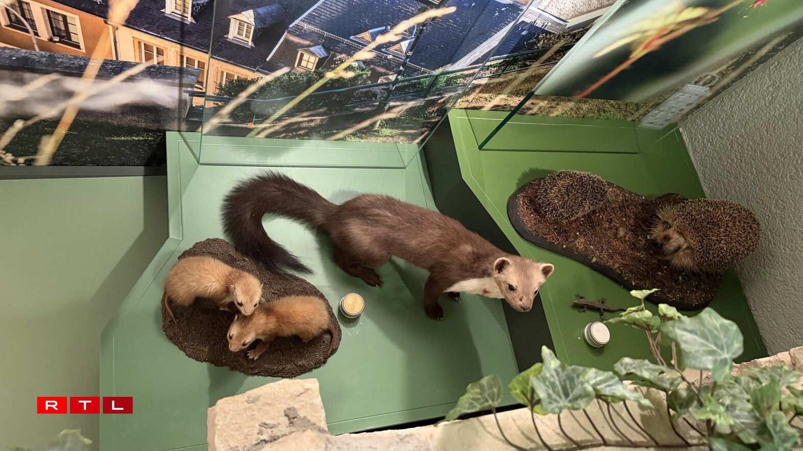 Déieren hannert enger klenger Mauer am Ausstellungsraum. Och d'Igele stinn hannert enger klenger Mauer.