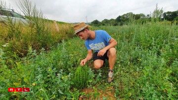 Ceci n'est pas un terrain en friche, mais un potager en permaculture qui cache de nombreux herbes aromatiques!