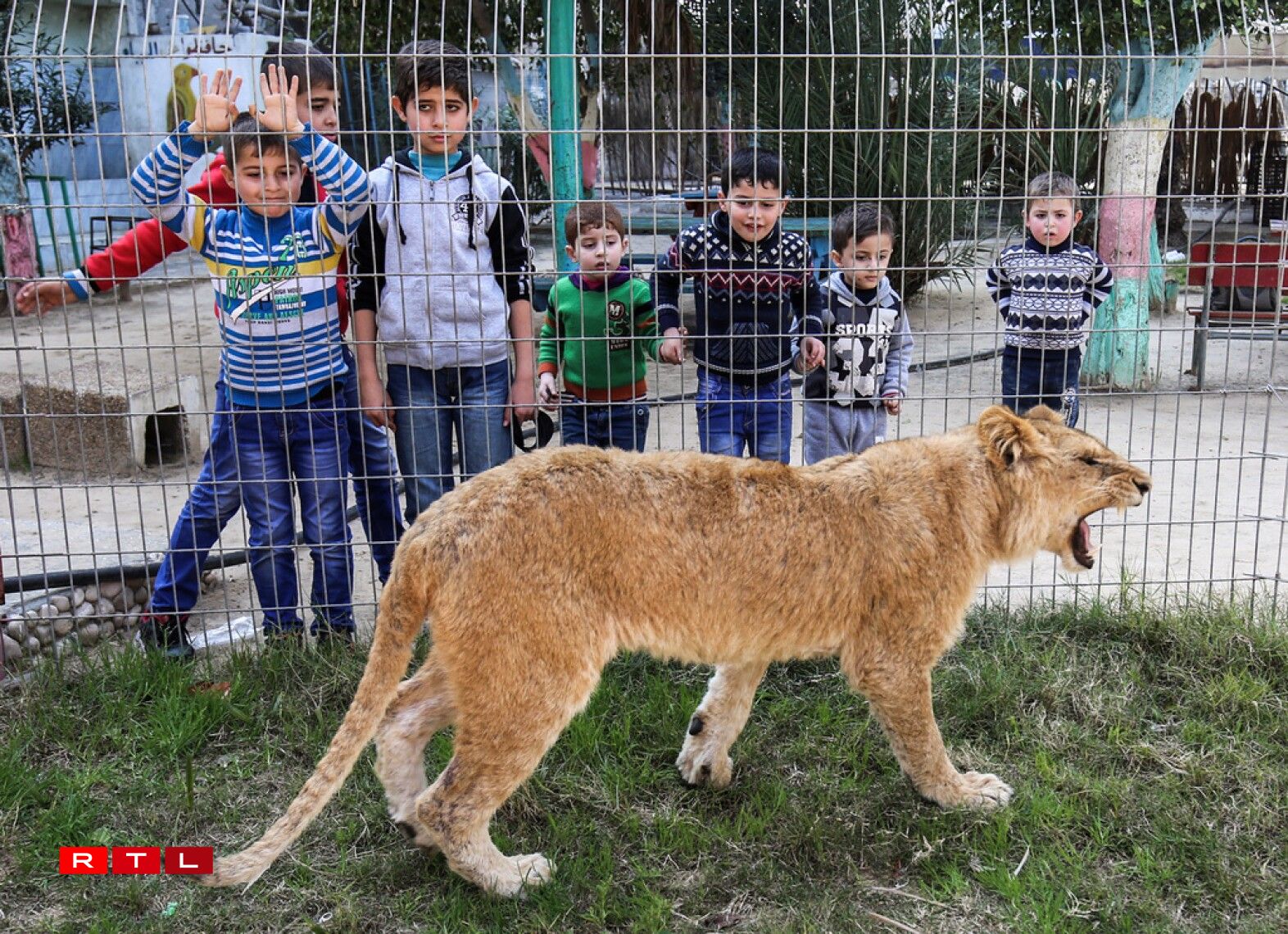 Palestinian children look through the bars of a cage at the declawed lioness