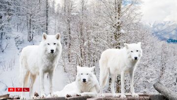 Wollef ass net gläich Wollef: Et ginn eng 40 Ënneraarte vum Groe Wëllef. Hiert Ausgesinn a Verhalen huet sech am Laf vun de Joren ugepasst un déi Géigenden an deenen si liewen. Dofir ass dem Polarwollef säi Pelz ass zum Beispill wäiss, wëll en sech esou am Schnéi besser tarne kann.