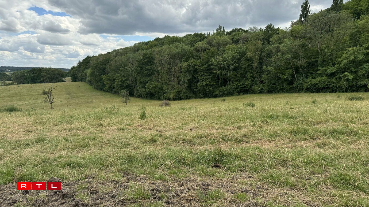 Eng frësch geméint Wiss bitt Déiere wéi dem Steekauz d'Méiglechkeet um Buedem ze joen.
