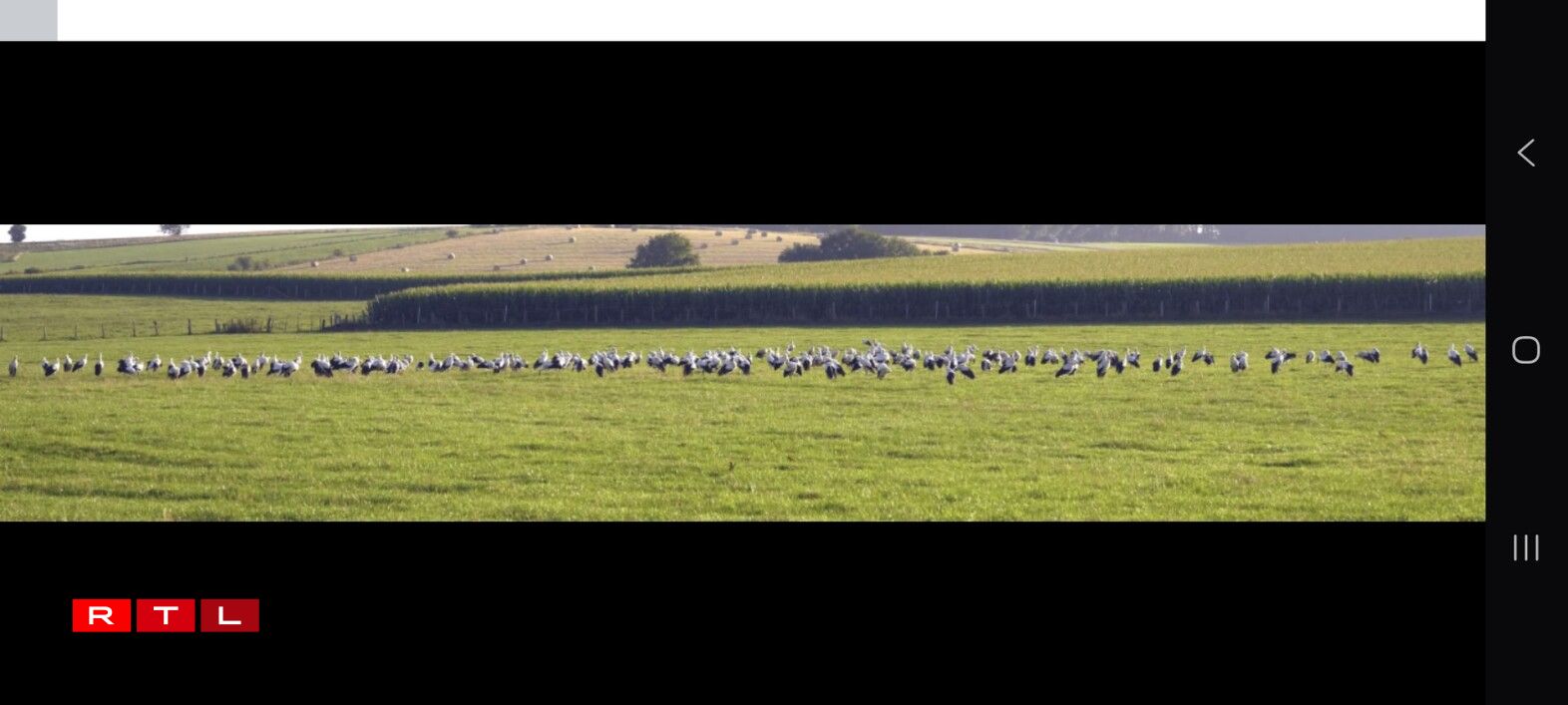 Storchen e Méindeg zu Tratten - Iwwer 150 waren et der Schätzung no vum Jean-Pierre Reuter